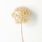 Sullivan's Allium Spray, Cream Faux Floral Stem for Crafting, Weddings, Home and Holiday Decoration, 29 Inch